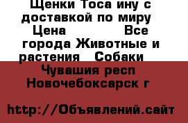 Щенки Тоса-ину с доставкой по миру › Цена ­ 68 000 - Все города Животные и растения » Собаки   . Чувашия респ.,Новочебоксарск г.